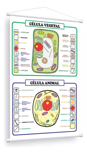 Banner Celula Vegetal e Animal